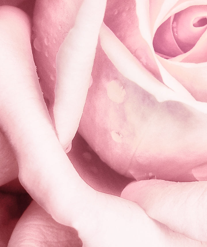 Canvastavla - Blossom