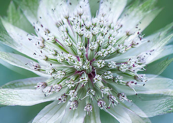 Ljuddämpande tavla - Shades of green