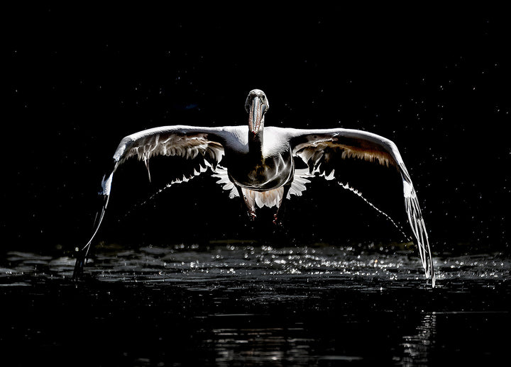 Ljuddämpande tavla - Flight