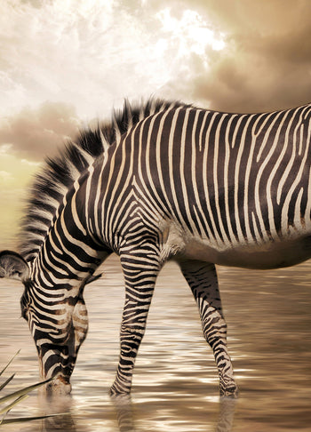 Ljuddämpande tavla - Zebra